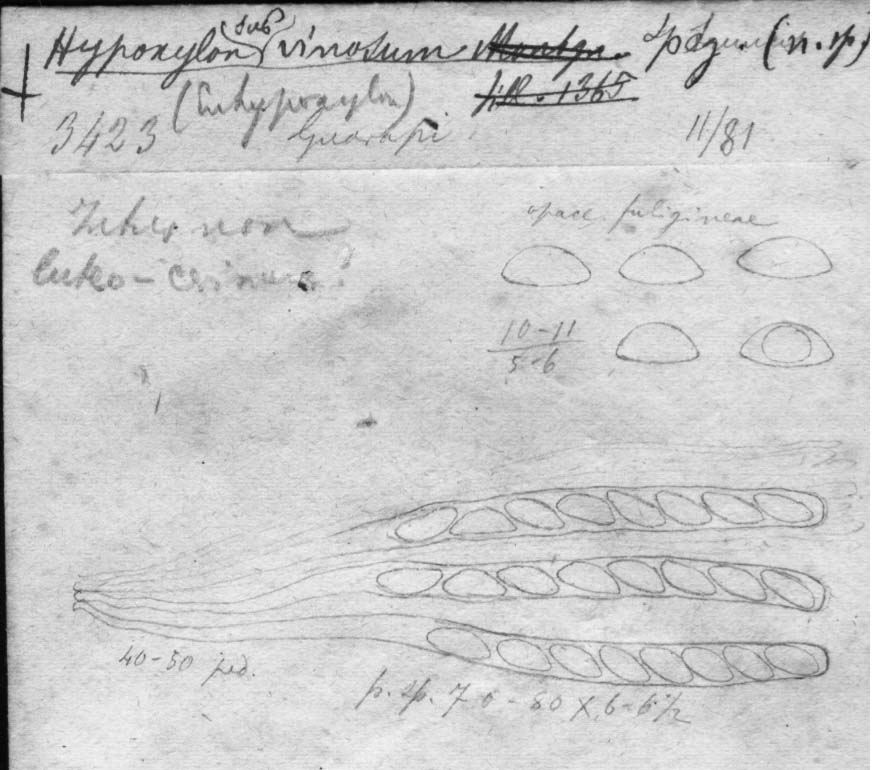 dibujo de Hypoxylon subvinosum Speg.