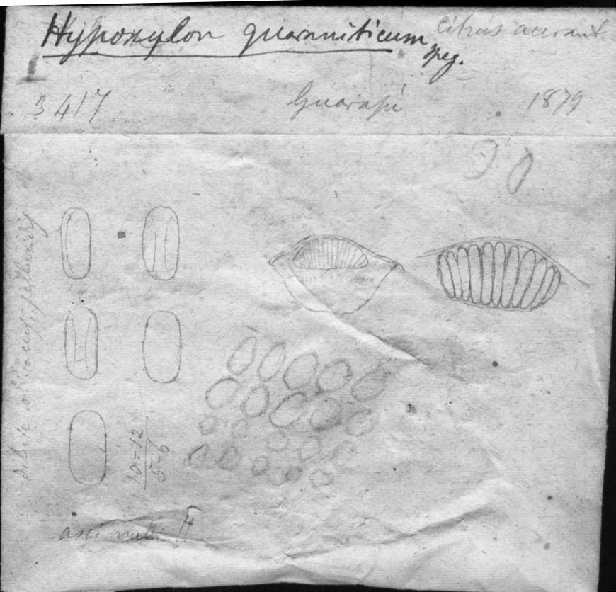 dibujo de Hypoxylon turbinatum var. guaraniticum Speg.