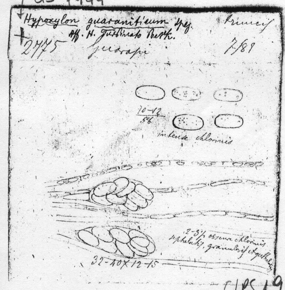 dibujo de Hypoxylon turbinatum var. guaraniticum Speg.