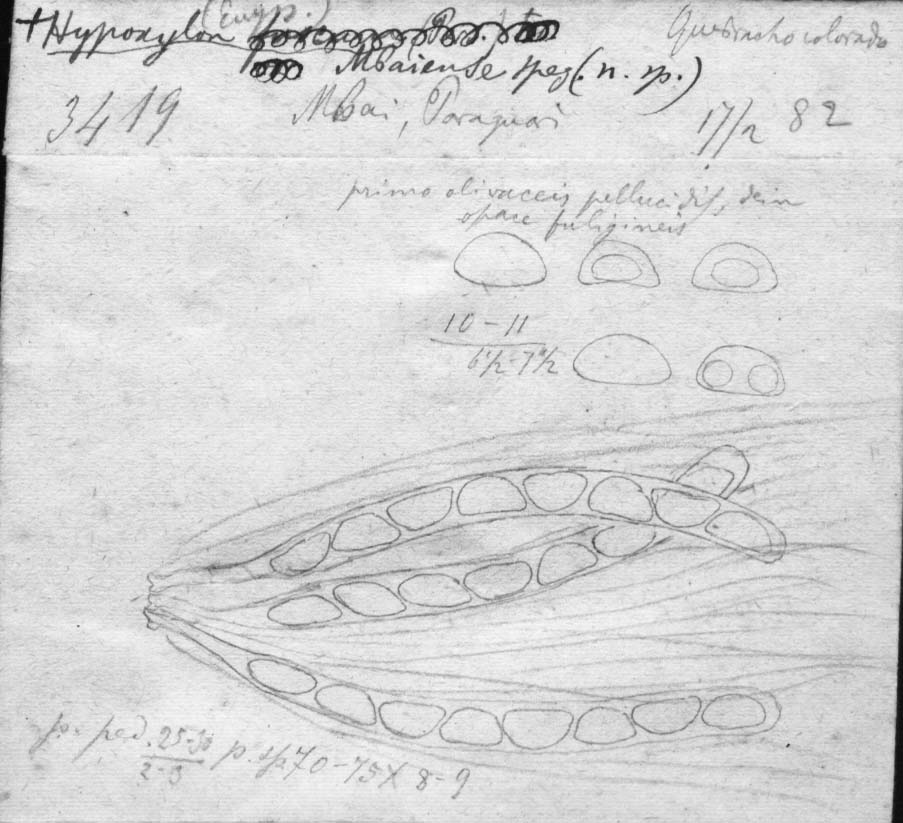 dibujo de Hypoxylon mbaiense Speg.