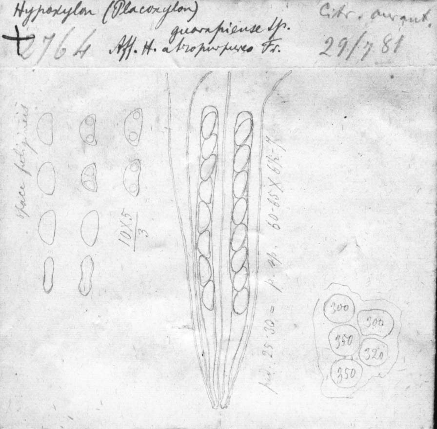 dibujo de Hypoxylon guarapiense Speg.