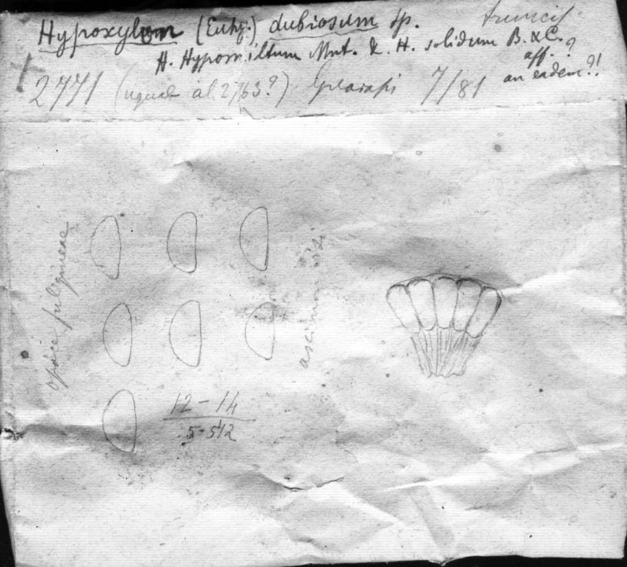 drawing of Hypoxylon dubiosum Speg.