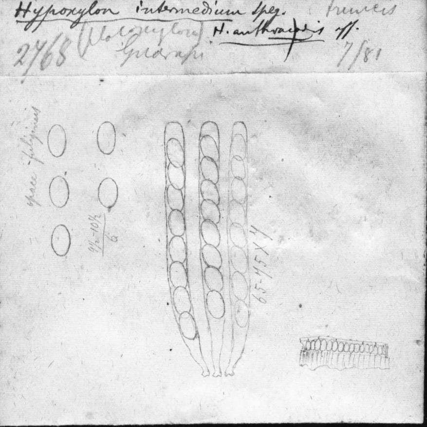 dibujo de Hypoxylon intermedium Speg.
