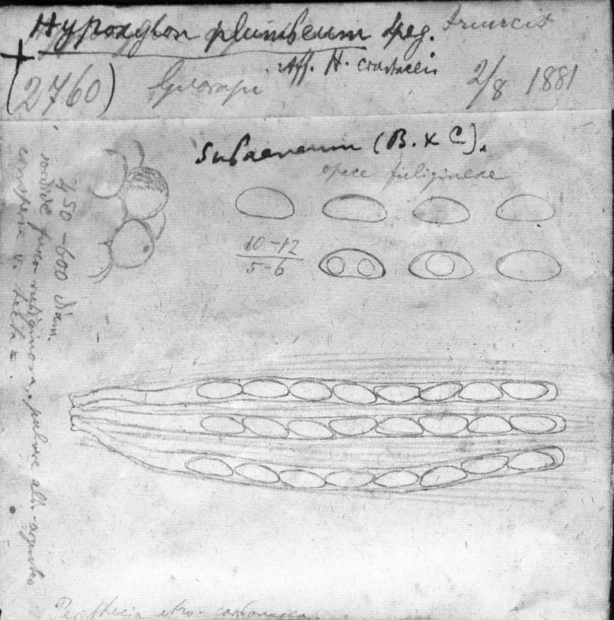 dibujo de Hypoxylon plumbeum Speg.
