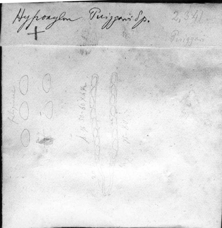 dibujo de Hypoxylon puiggarii Speg.