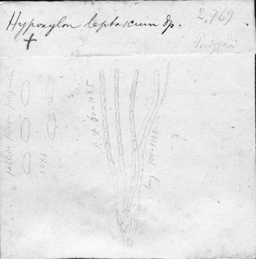 dibujo de Hypoxylon leptascum Speg.