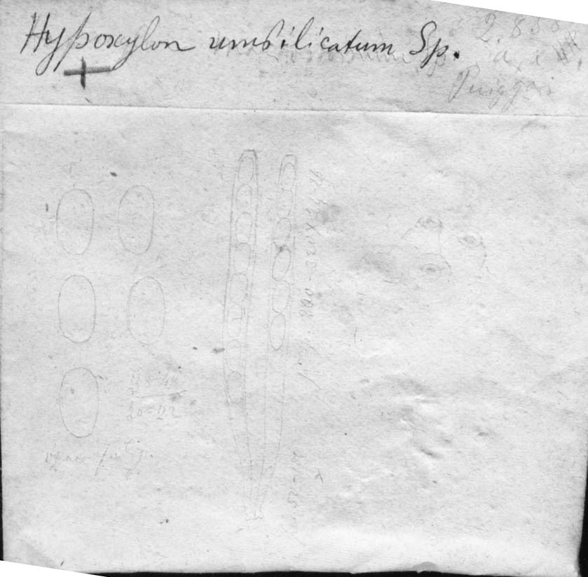 dibujo de Hypoxylon umbilicatum Speg.