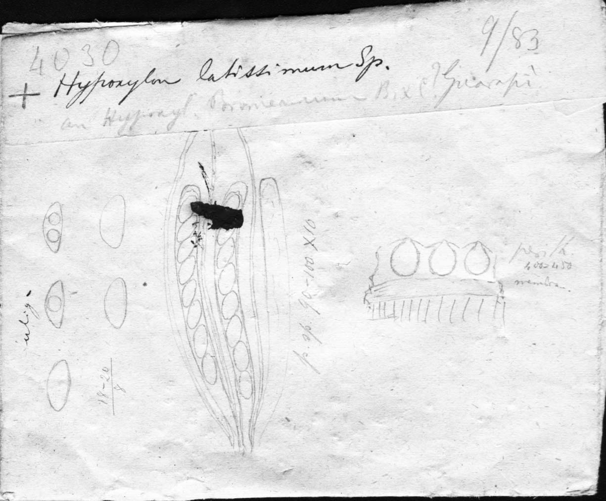 drawing of Hypoxylon latissimum Speg.