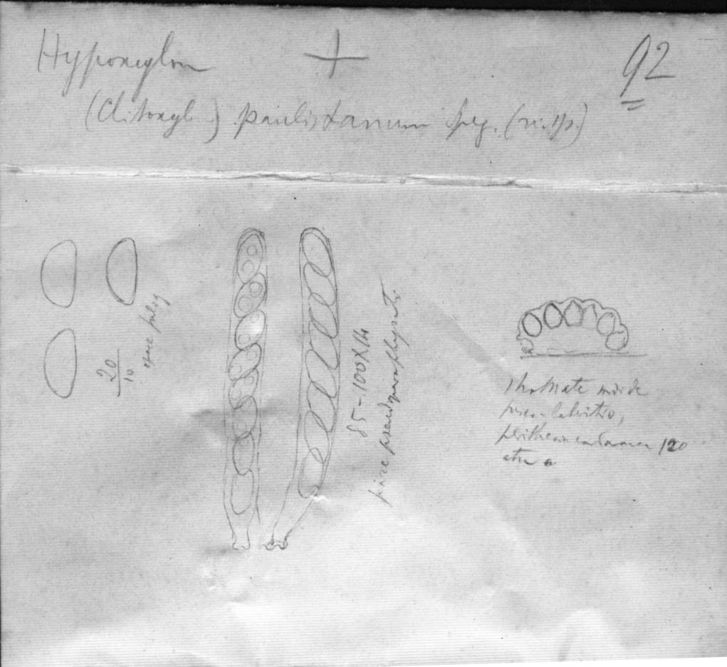 dibujo de Hypoxylon paulistanum Speg.