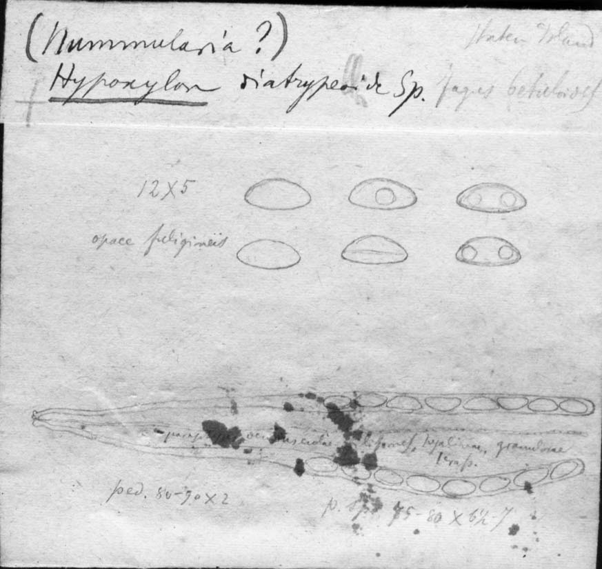 dibujo de Hypoxylon diatrypelloides Speg.