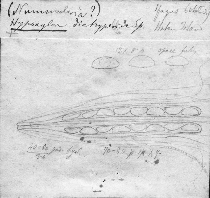 dibujo de Hypoxylon diatrypelloides Speg.