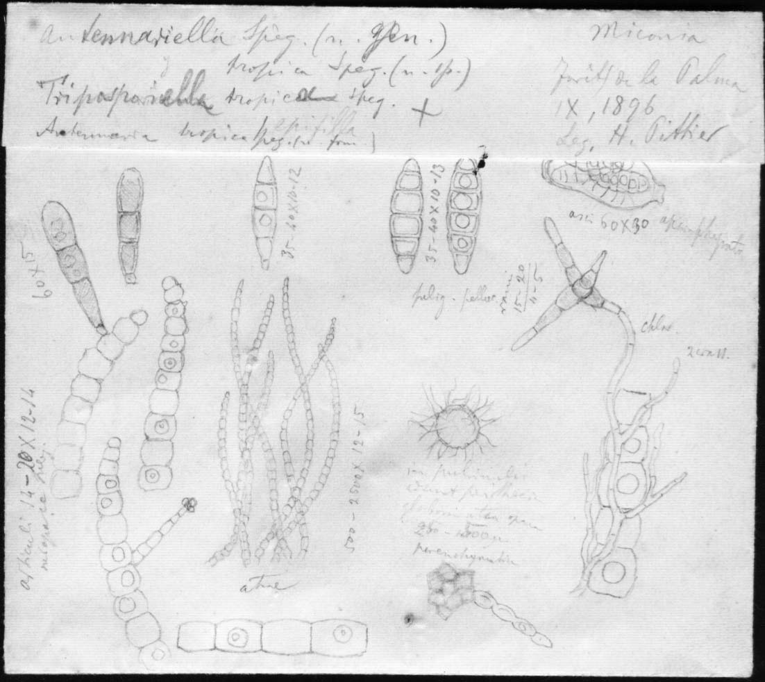 dibujo de Antennaria tropicicola Speg.