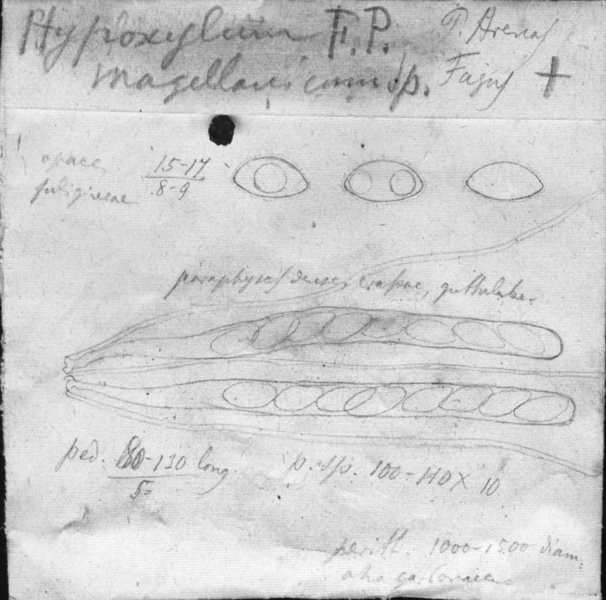 dibujo de Hypoxylon magellanicum Speg.