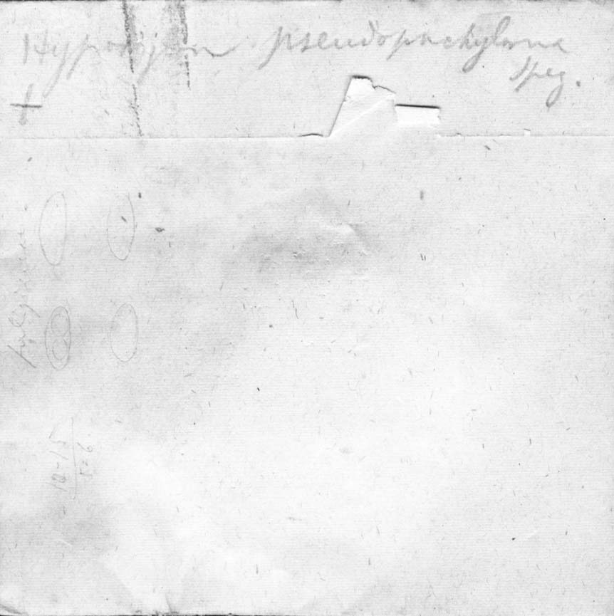 dibujo de Hypoxylon pseudopachyloma Speg.