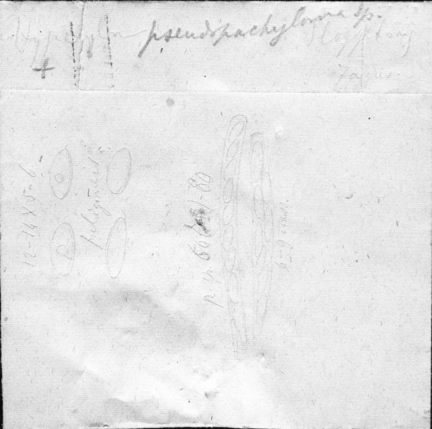 dibujo de Hypoxylon pseudopachyloma Speg.