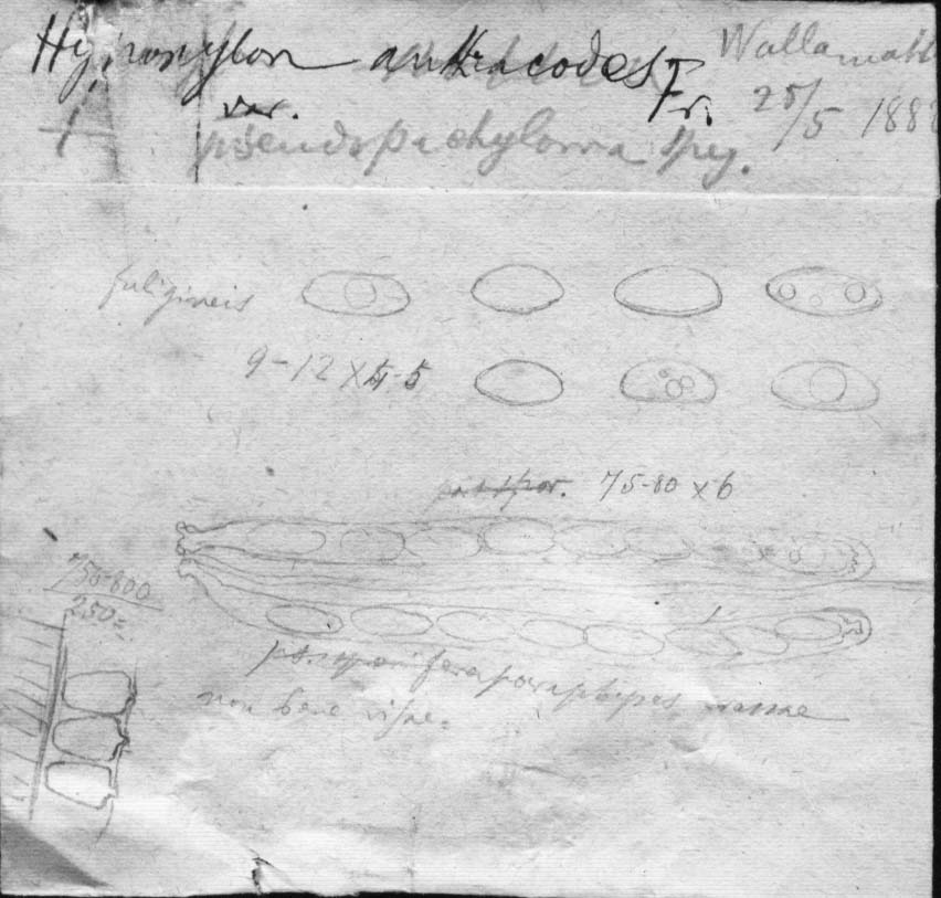dibujo de Hypoxylon pseudopachyloma Speg.