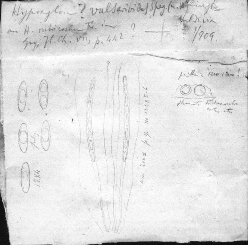 dibujo de Hypoxylon valsarioides Speg.