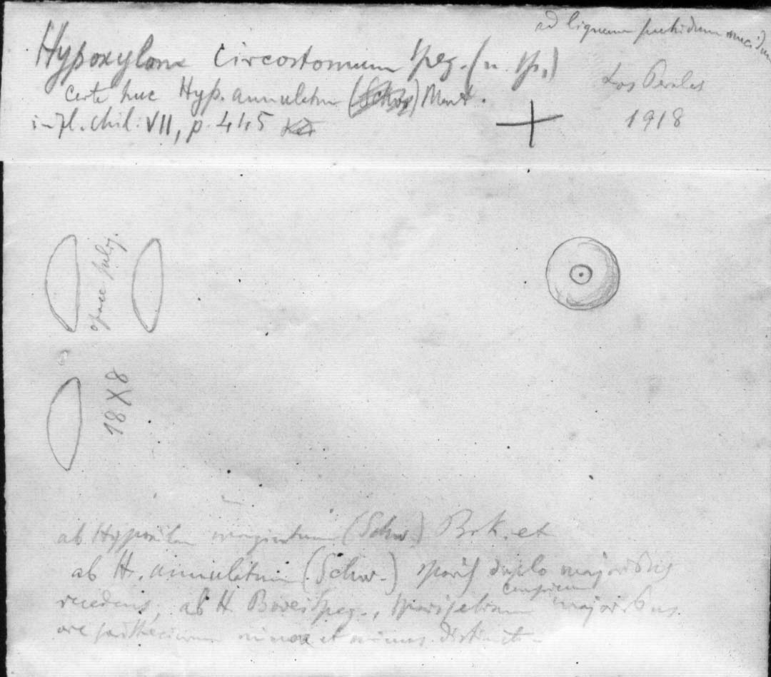 dibujo de Hypoxylon circostomum Speg.