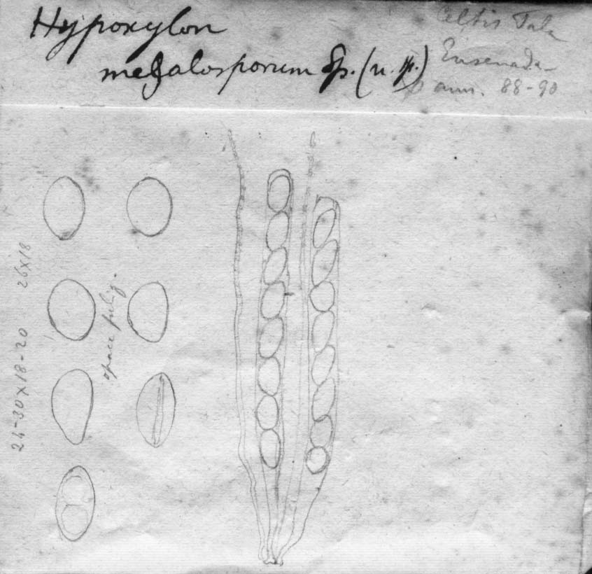 dibujo de Hypoxylon megalosporum Speg.