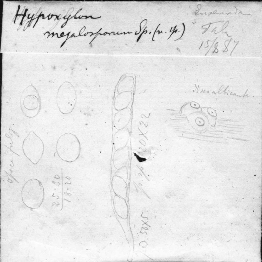 dibujo de Hypoxylon megalosporum Speg.