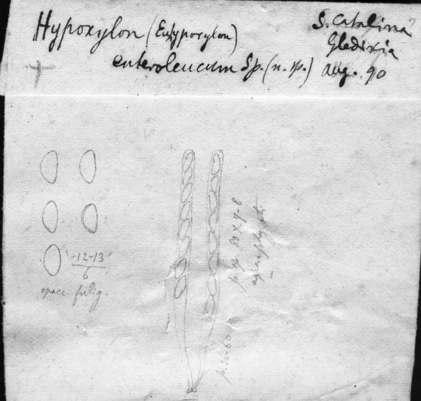 dibujo de Hypoxylon enteroleucum Speg.