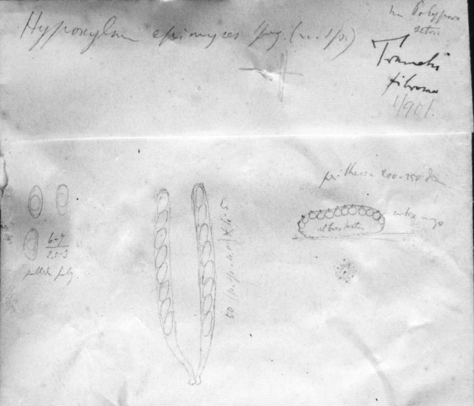 dibujo de Hypoxylon epimyces Speg.