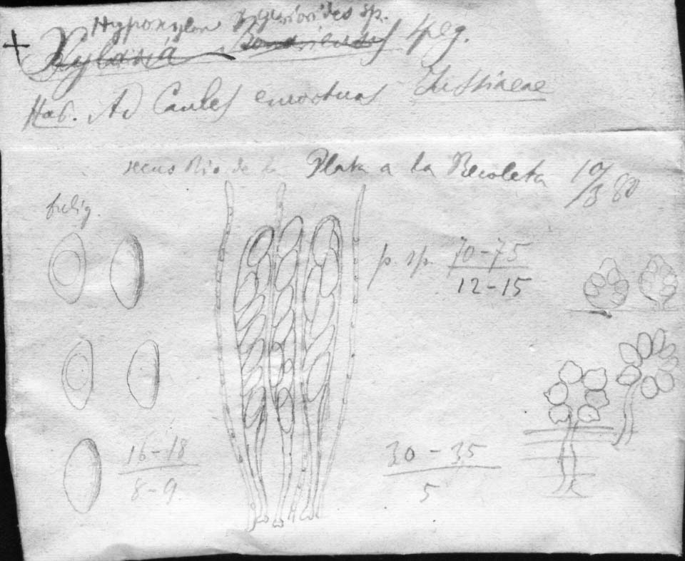 dibujo de Hypoxylon xylarioides Speg.