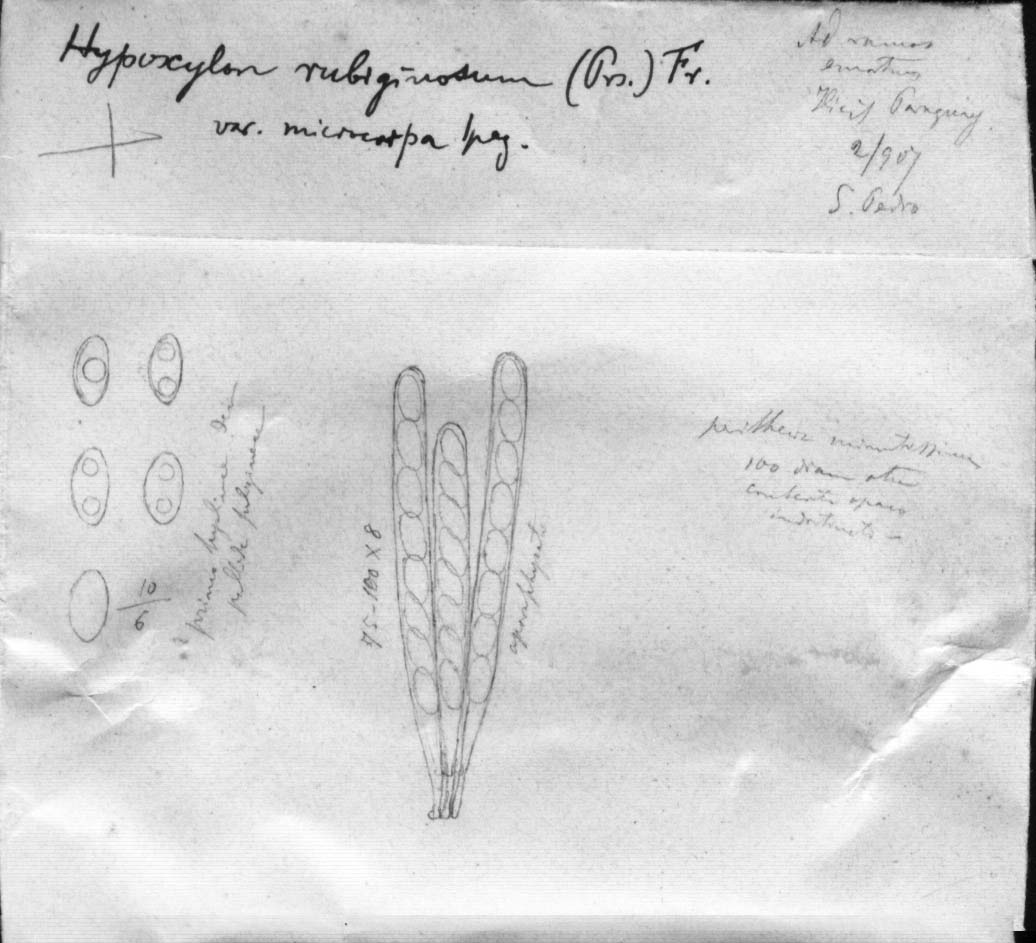 dibujo de Hypoxylon rubiginosum var. microcarpum Speg.