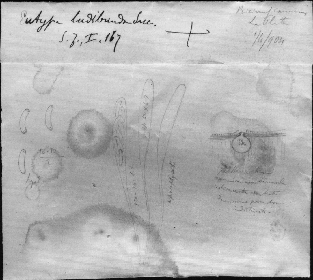 drawing of Eutypa ludibunda forma ricini-communis Speg.