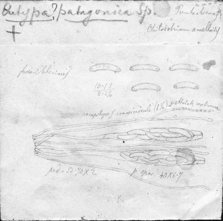 dibujo de Eutypa patagonica Speg.