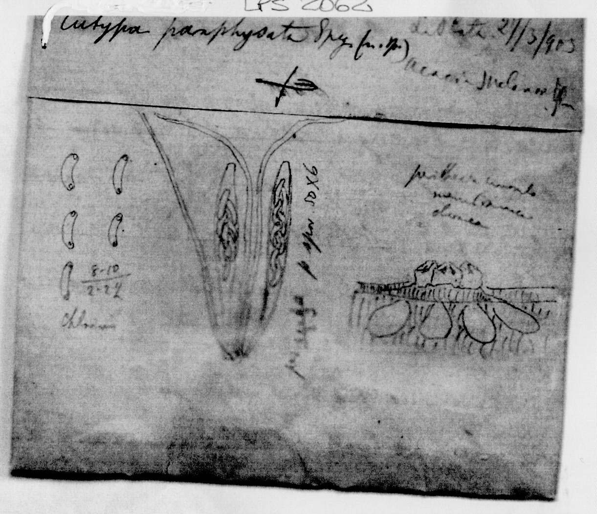 dibujo de Eutypa paraphysata Speg.