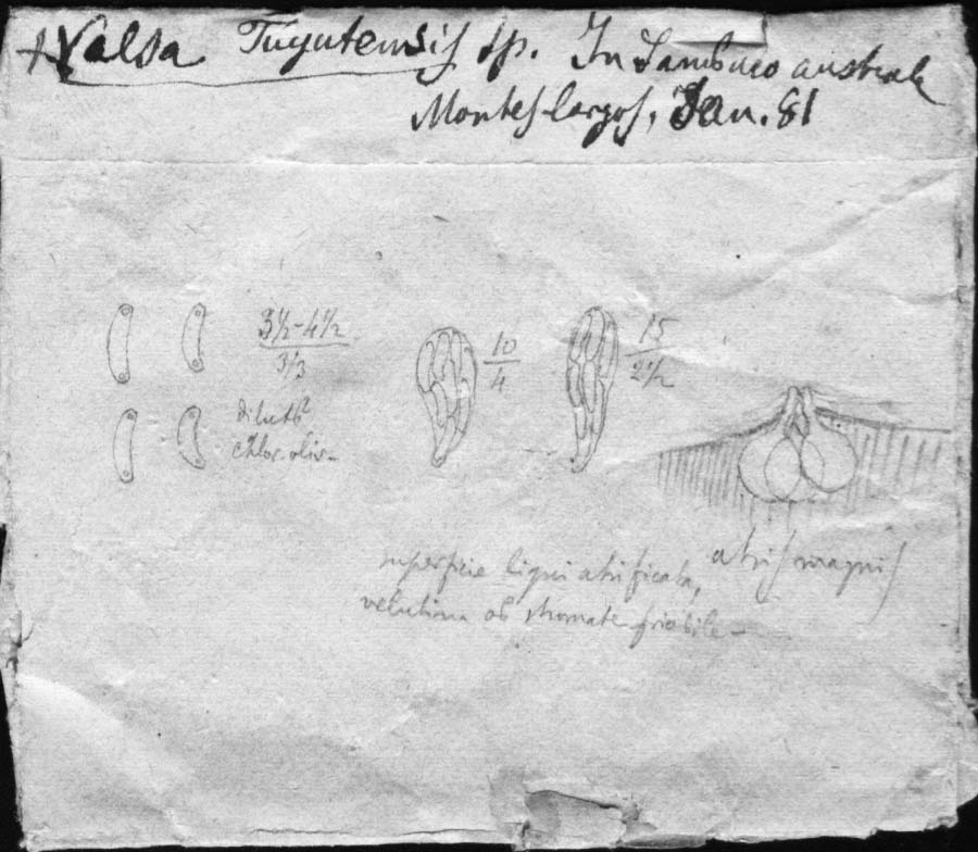 dibujo de Eutypa tuyutensis Speg.