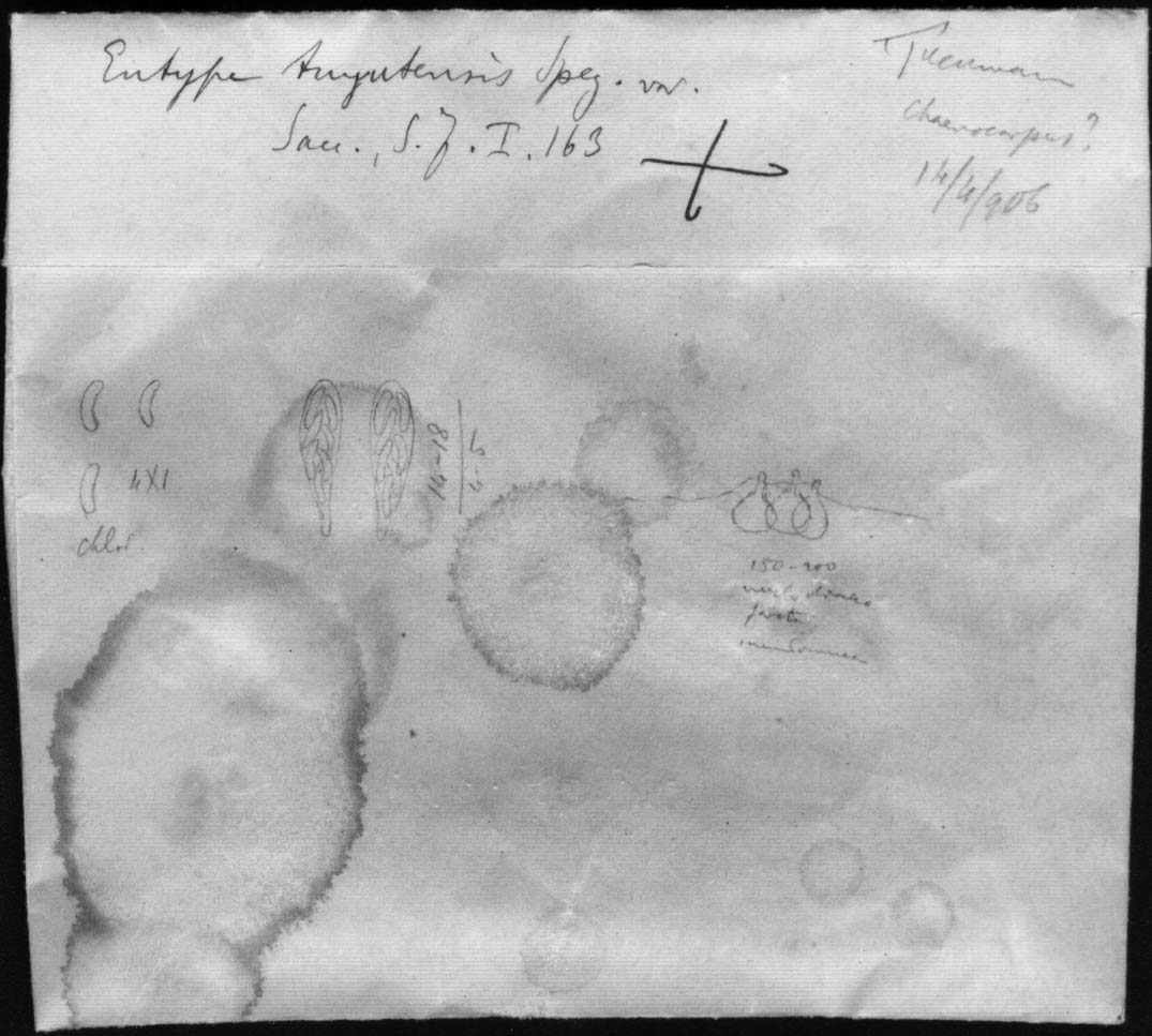 dibujo de Peroneutypa tuyutensis forma chaenocephali-macrophylli Speg.