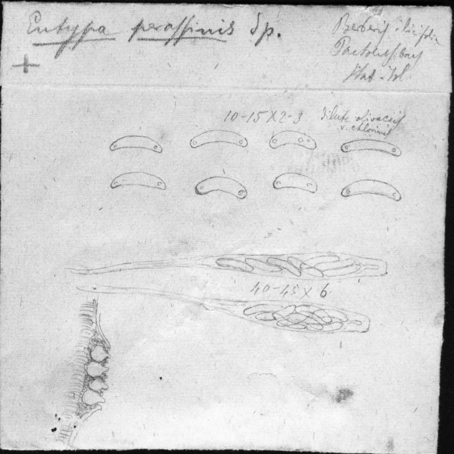 dibujo de Eutypa peraffinis Speg.