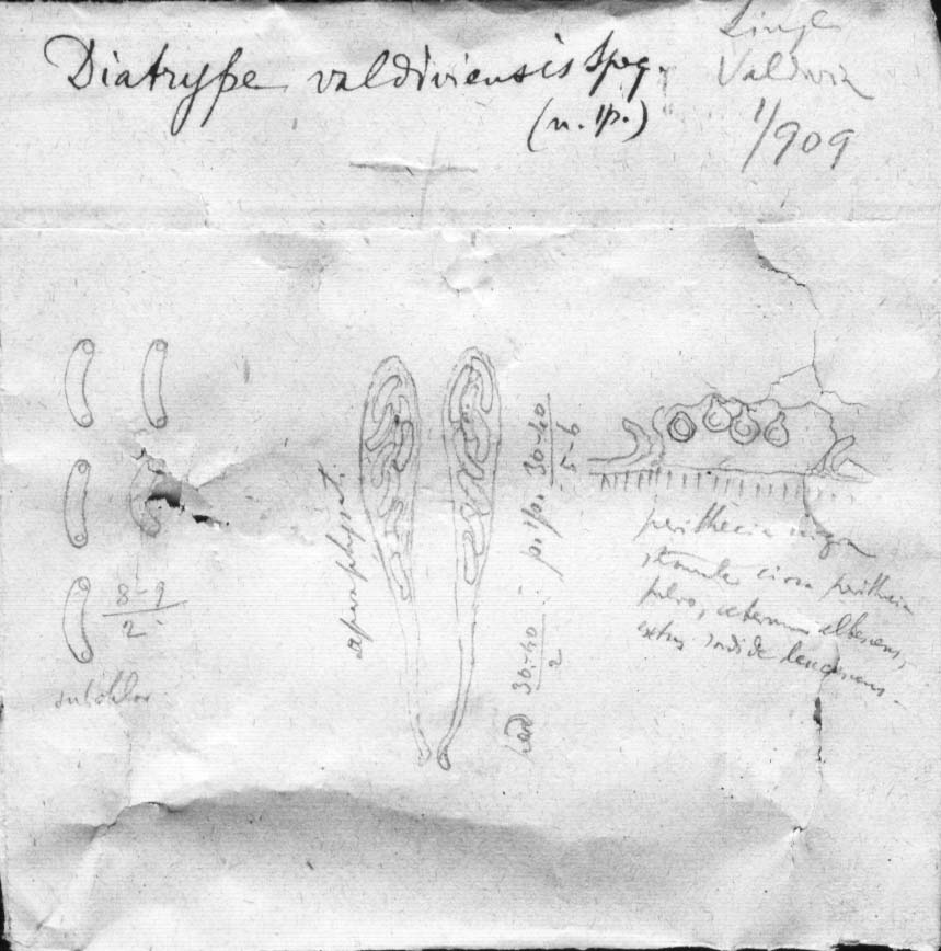 dibujo de Diatrype valdiviensis Speg.
