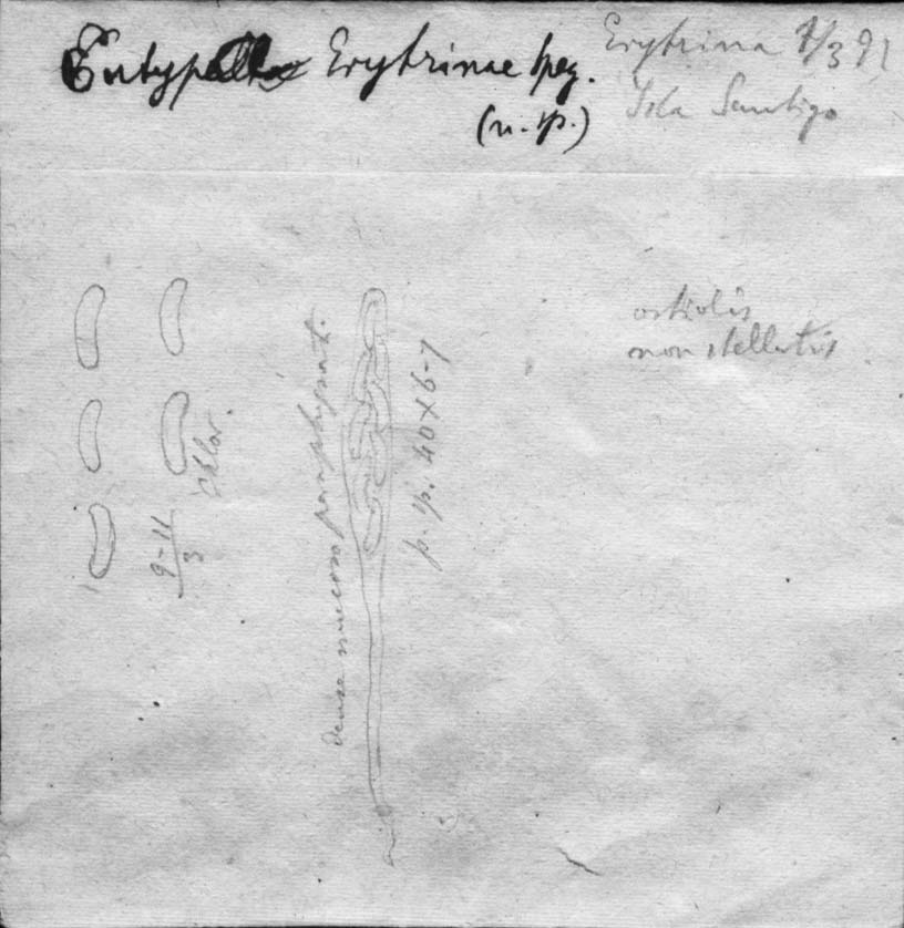 dibujo de Eutypa erythrinae Speg.