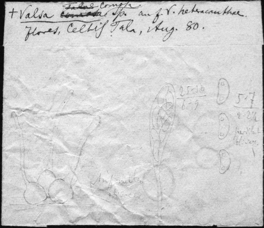 dibujo de Eutypa comosa Speg.