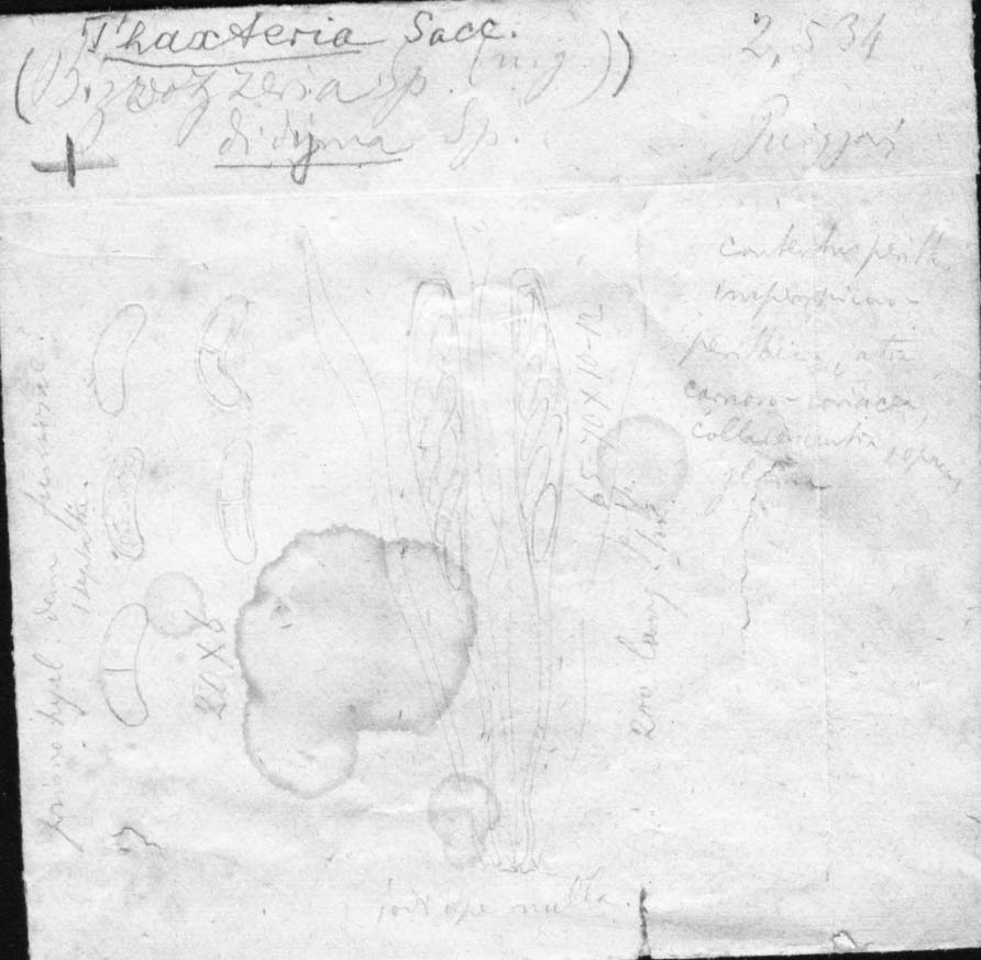 dibujo de Bizzozeria didyma Speg.