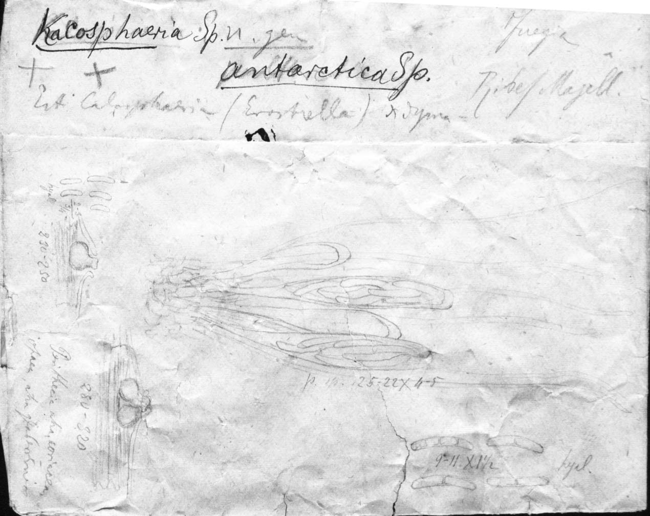 dibujo de Cacosphaeria antarctica Speg.