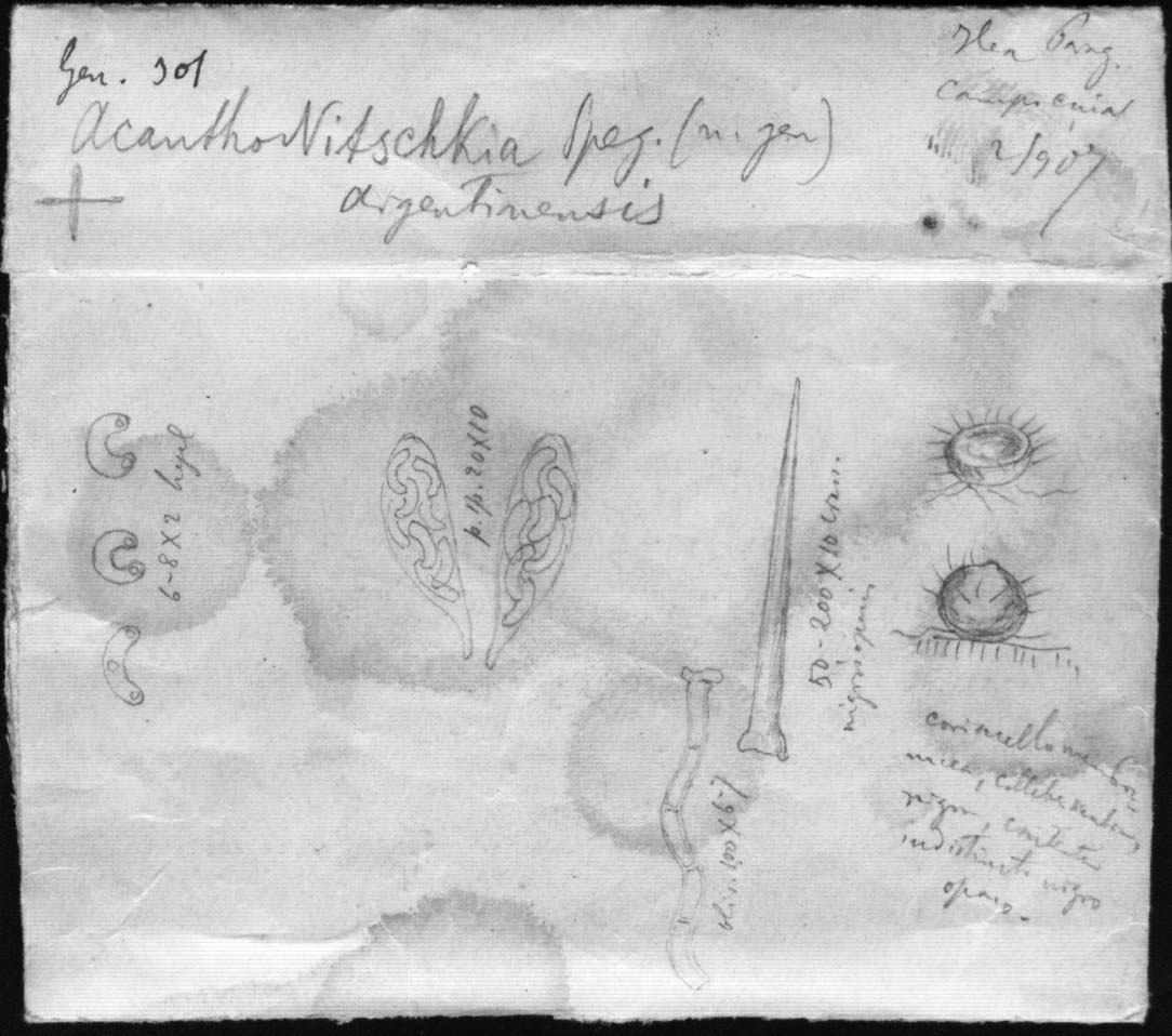 dibujo de Acanthonitschkea argentinensis Speg.