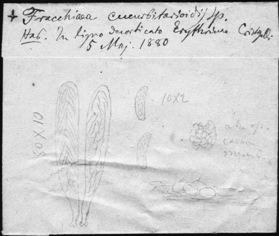 dibujo de Fracchiaea cucurbitarioides Speg.