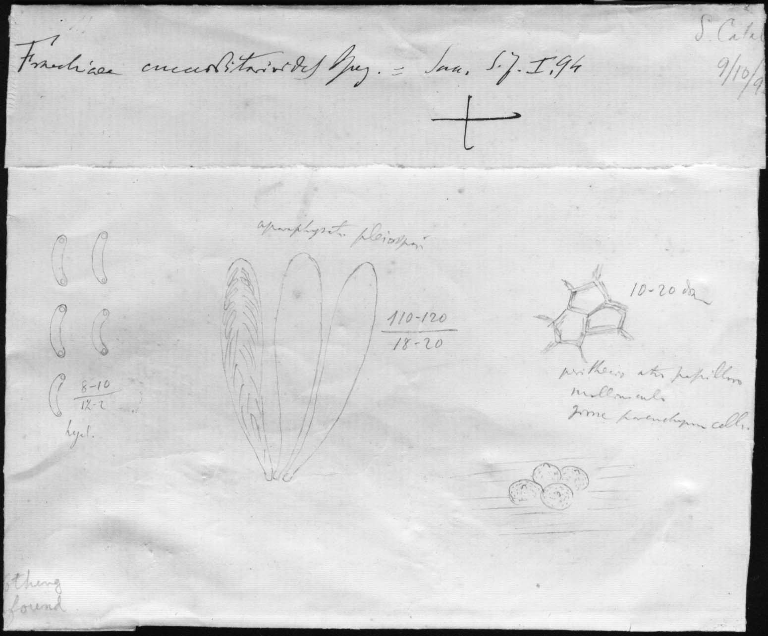 dibujo de Fracchiaea cucurbitarioides forma eucalyptina (Berl.) Speg.