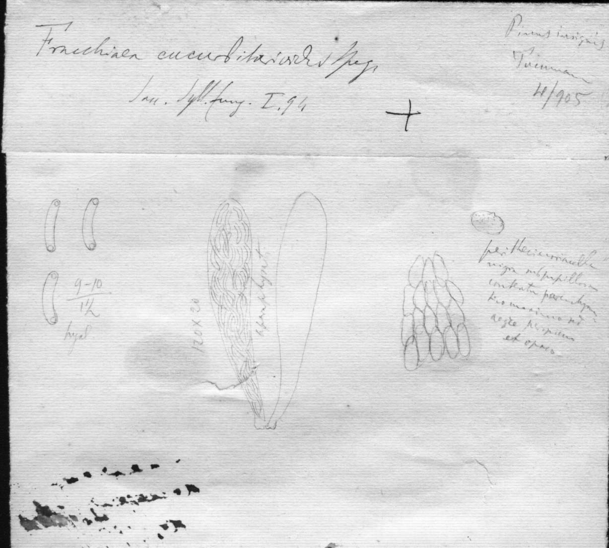 dibujo de Fracchiaea cucurbitarioides forma querci-sessiliflorae Speg.