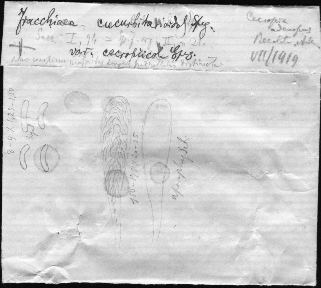 dibujo de Fracchiaea cucurbitarioides var. cecropiicola Speg.