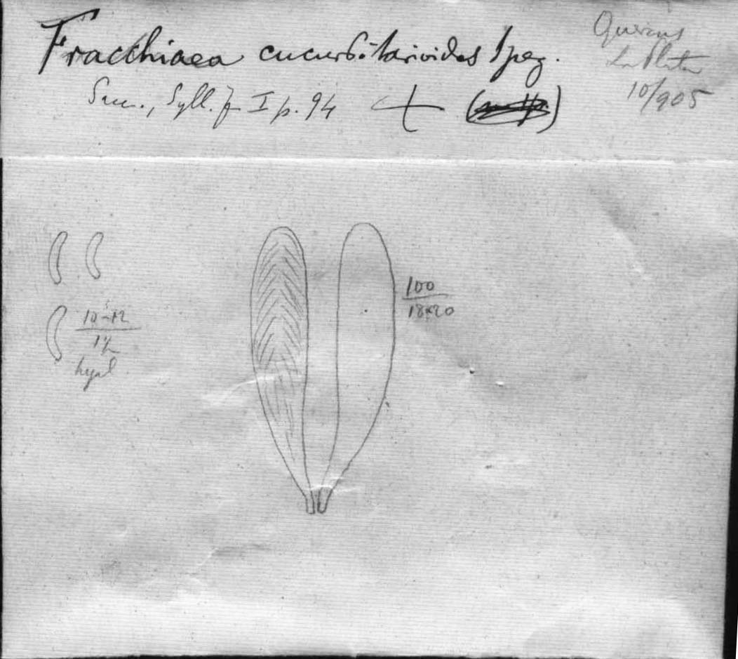 dibujo de Fracchiaea cucurbitarioides forma pini-insignis Speg.
