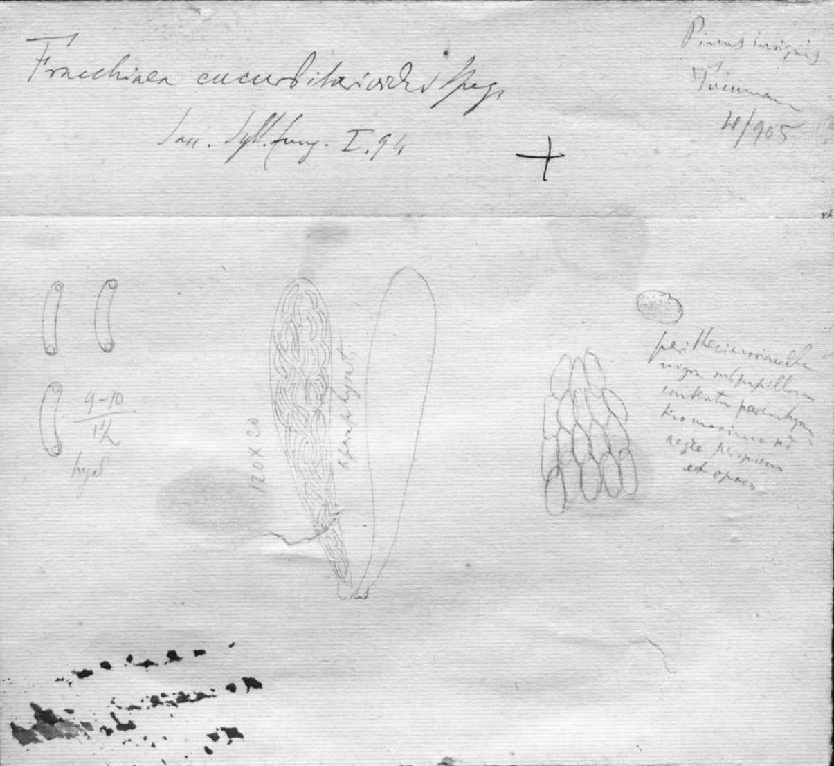 dibujo de Fracchiaea cucurbitarioides forma pini-insignis Speg.