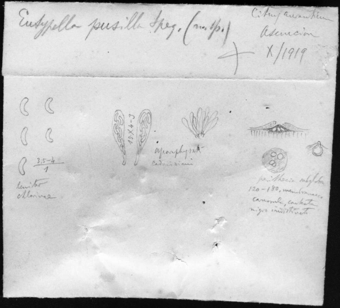 dibujo de Eutypella pusilla Speg.