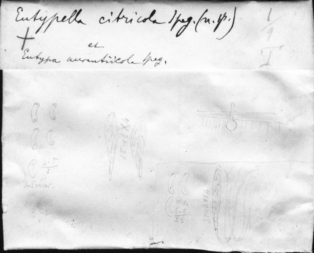 dibujo de Eutypella citricola Speg.