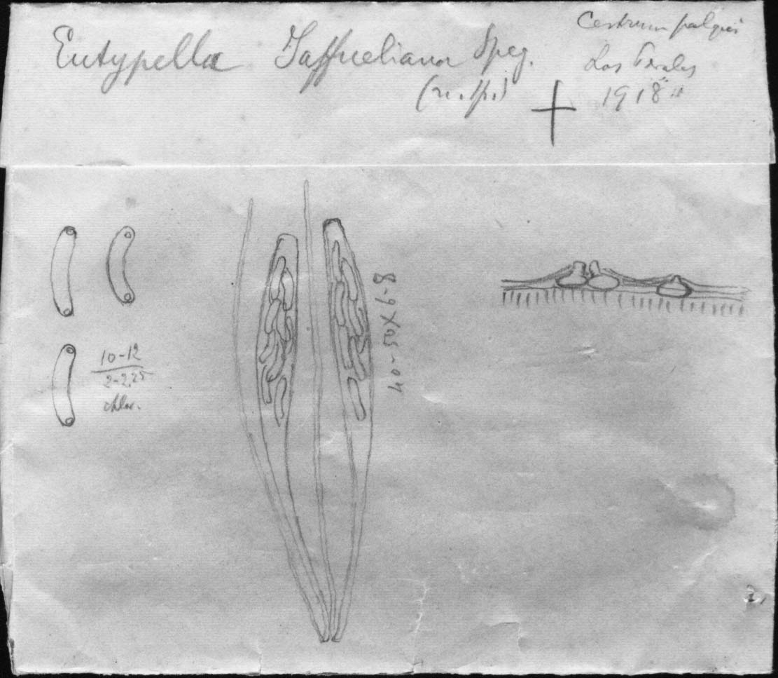 dibujo de Eutypella jaffueliana Speg.