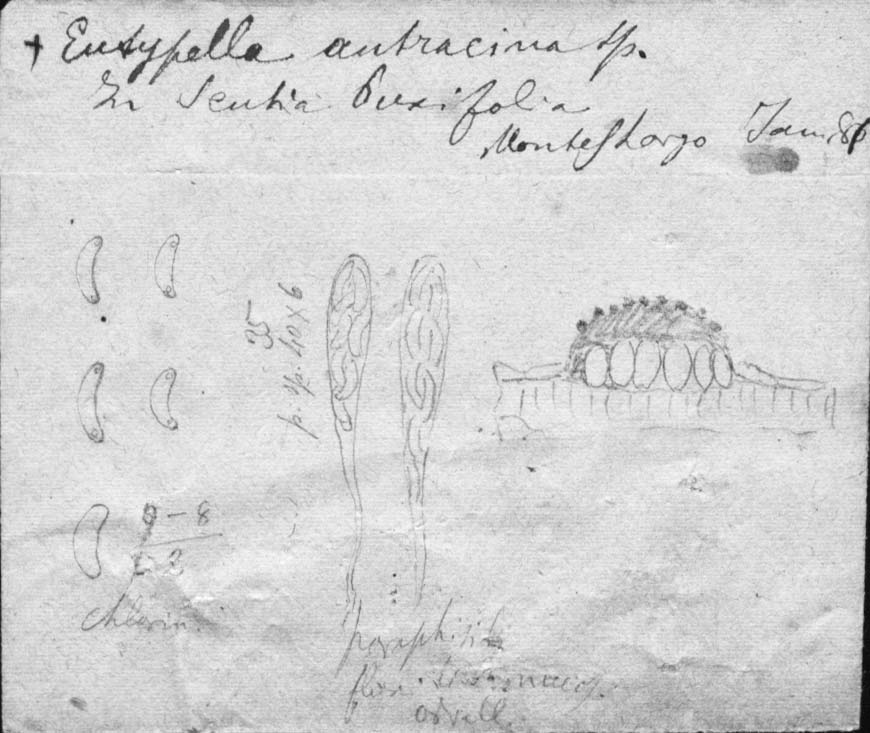 dibujo de Eutypella anthracina Speg.